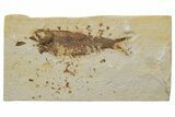 Fossil Fish (Knightia) - Green River Formation #237200-1